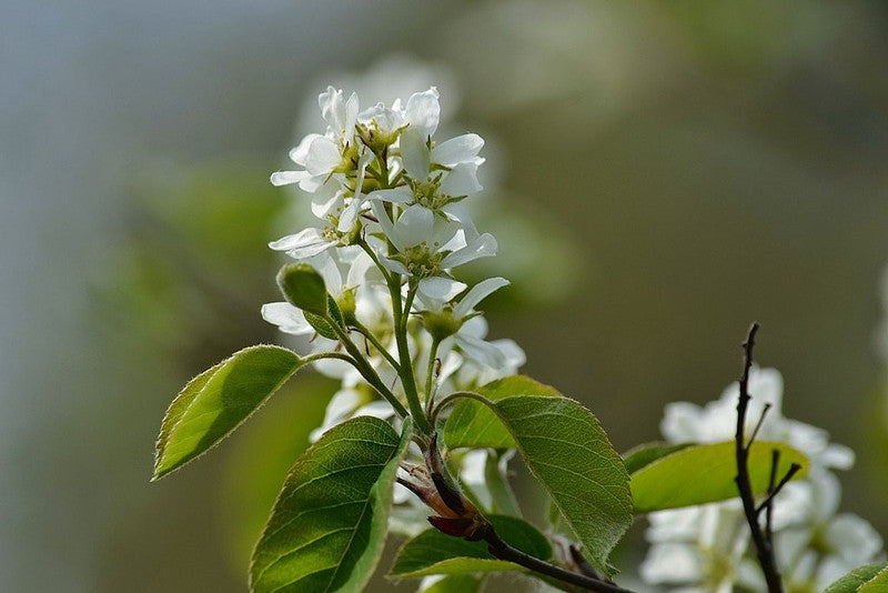 Amelanchier spicata