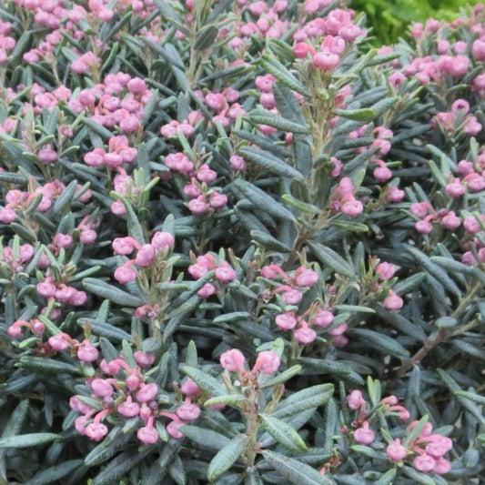 Andromeda polifolia 'Blue Lagoon'