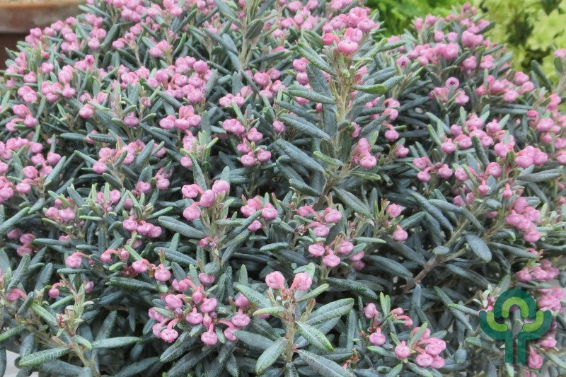 Andromeda polifolia 'Blue Lagoon'