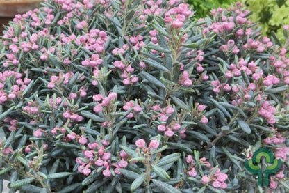 Andromeda polifolia 'Blue Lagoon'