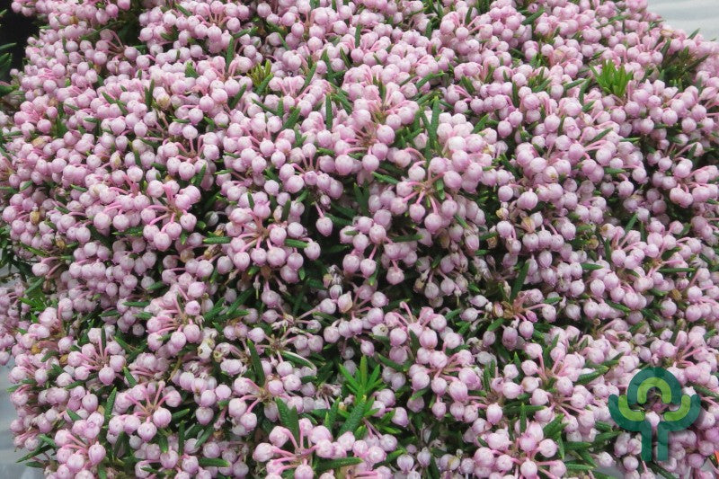 Andromeda polifolia 'Nikko'