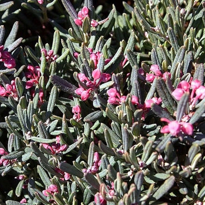 Andromeda polifolia 'Blue Ice'