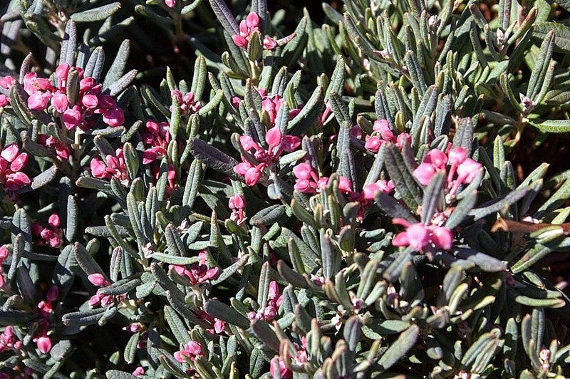 Andromeda polifolia 'Blue Ice'