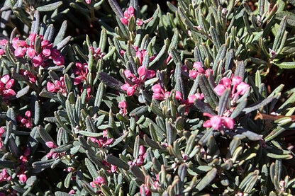 Andromeda polifolia 'Blue Ice'
