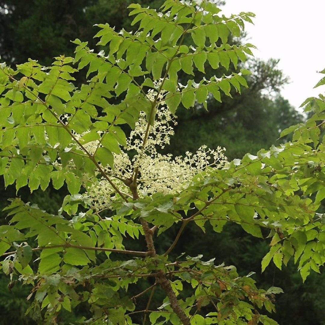 Aralia elata