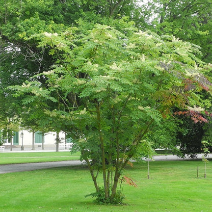 Aralia elata