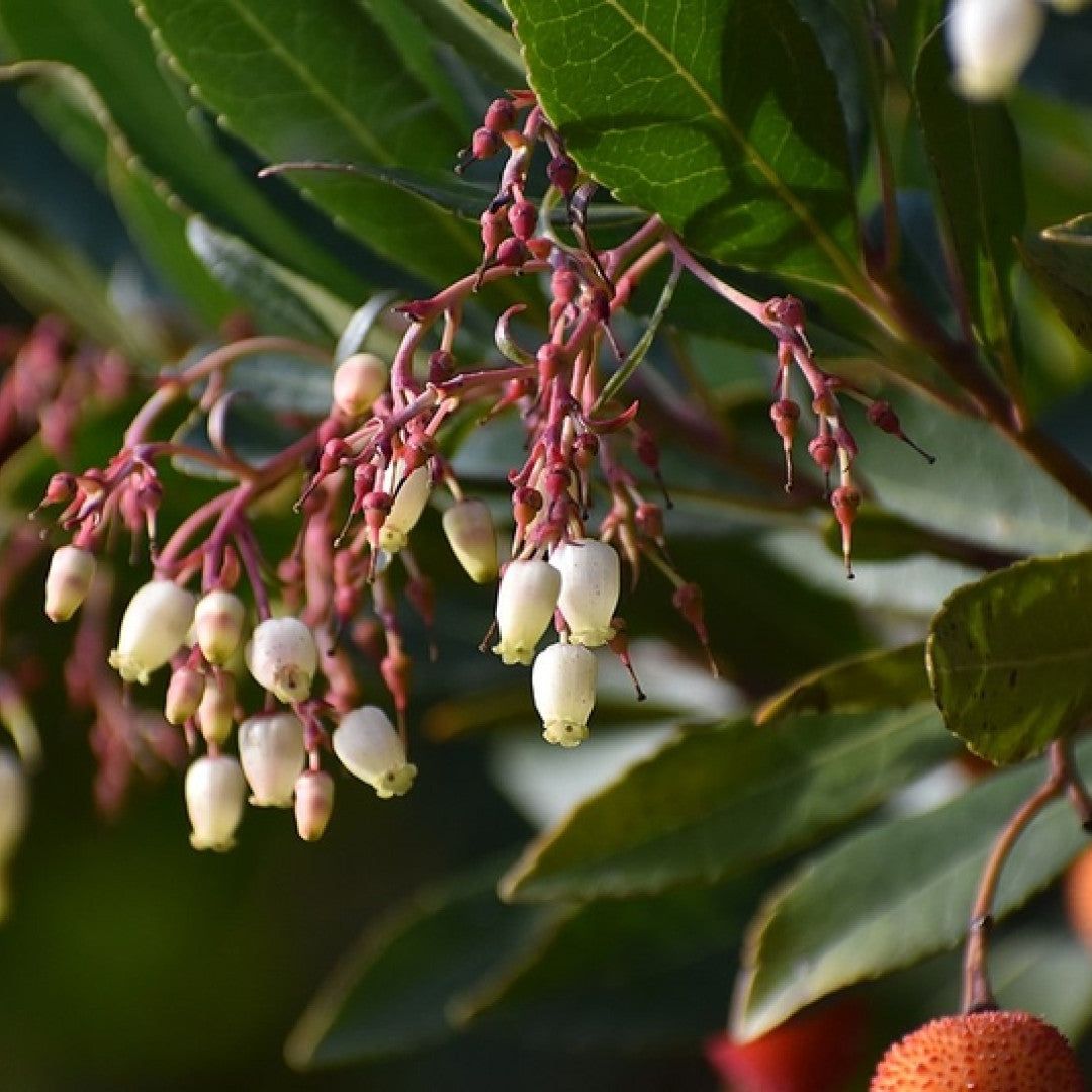 Arbutus unedo