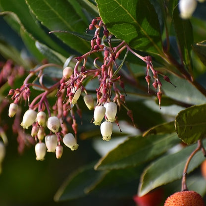 Arbutus unedo
