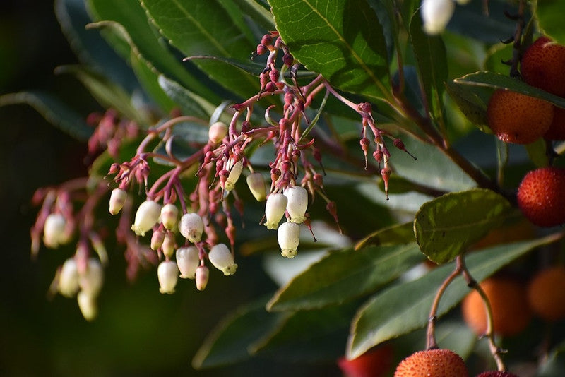 Arbutus unedo