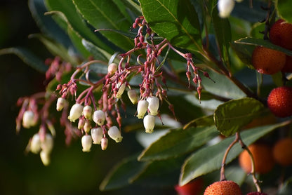 Arbutus unedo