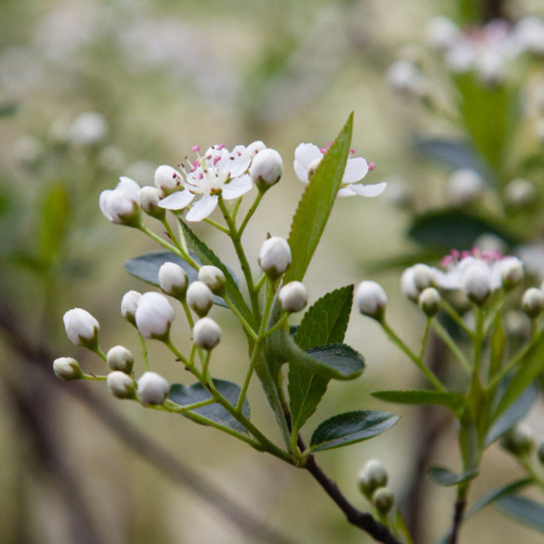 Aronia melanocarpa 'Hugin'
