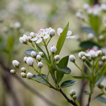 Aronia melanocarpa 'Hugin'