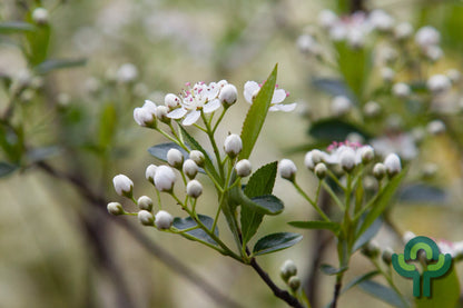 Aronia melanocarpa 'Hugin'