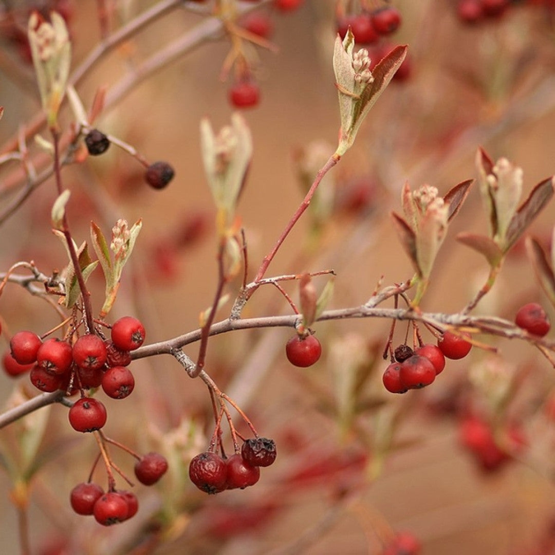 Aronia arbutifolia 'Brilliant'