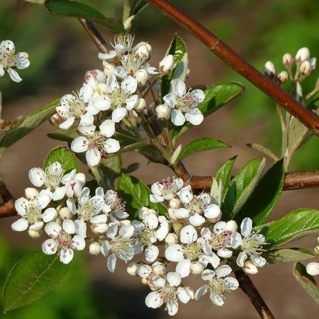 Aronia arbutifolia 'Brilliant'