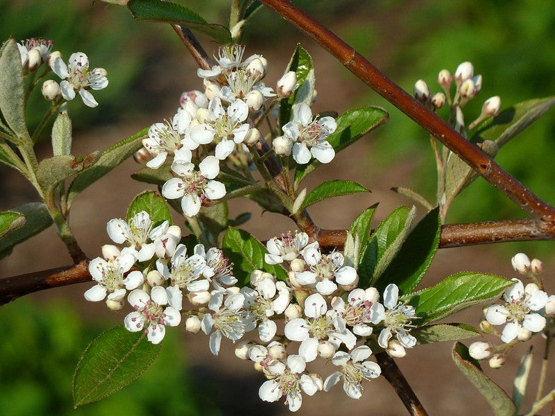 Aronia arbutifolia 'Brilliant'