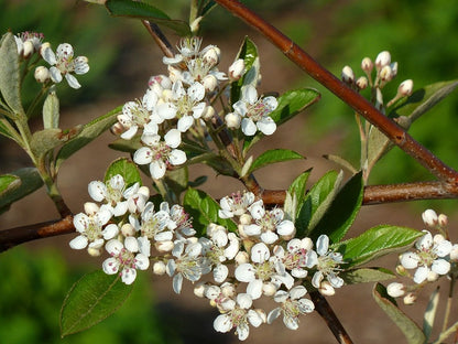 Aronia arbutifolia 'Brilliant'