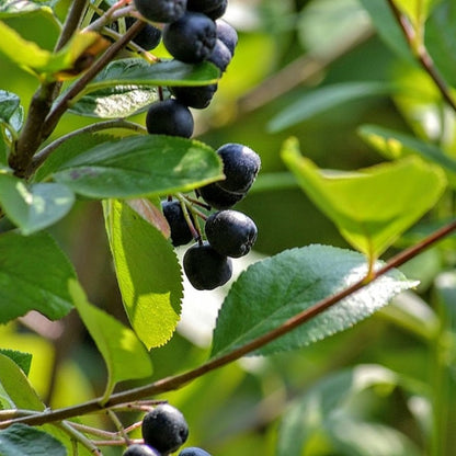 Aronia melanocarpa