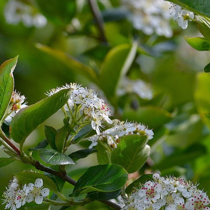 Aronia melanocarpa