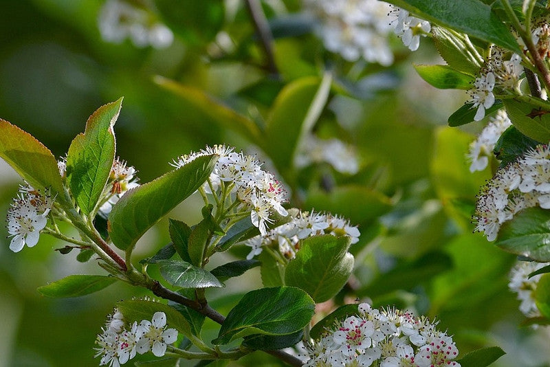 Aronia melanocarpa