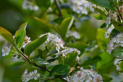 Aronia melanocarpa