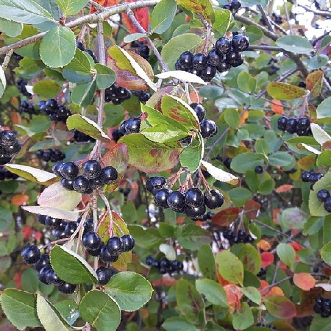 Aronia prunifolia 'Viking'