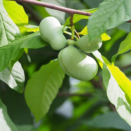 Indianenbanaan (Asimina triloba)