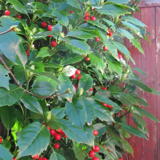 Aucuba japonica 'Rozannie'