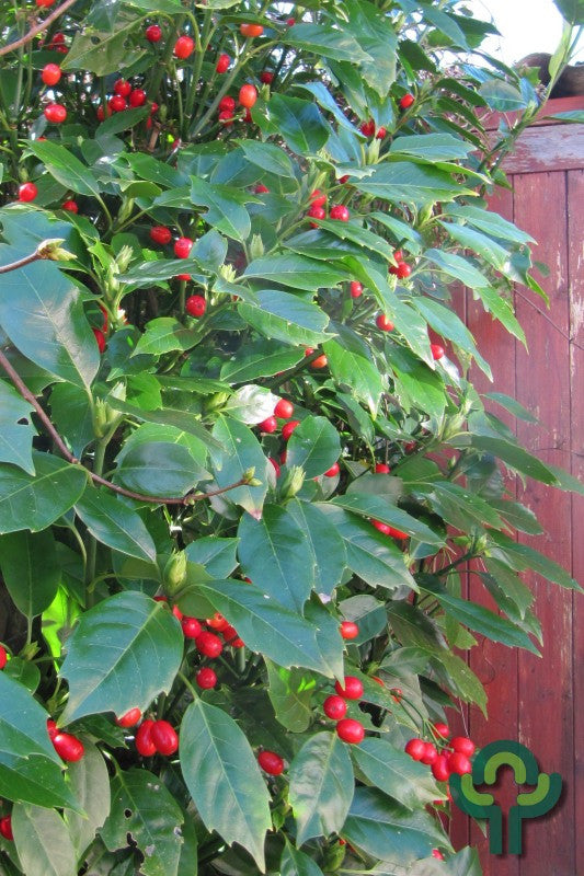 Aucuba japonica 'Rozannie'