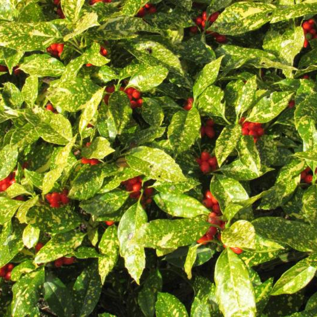 Aucuba japonica 'Variegata'
