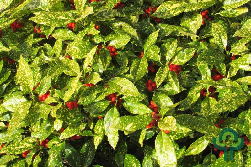 Aucuba japonica 'Variegata'