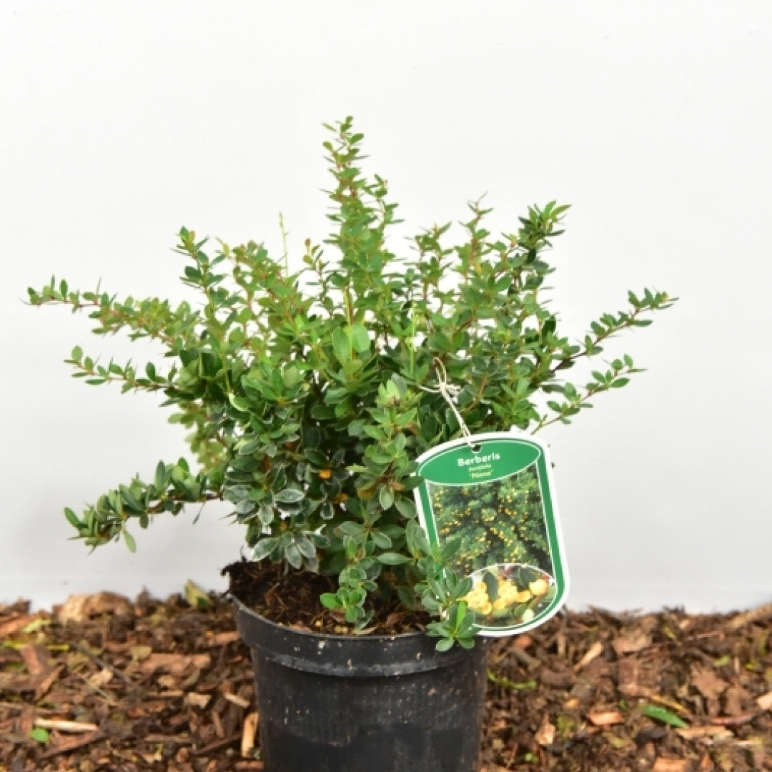 Berberis buxifolia 'Nana'