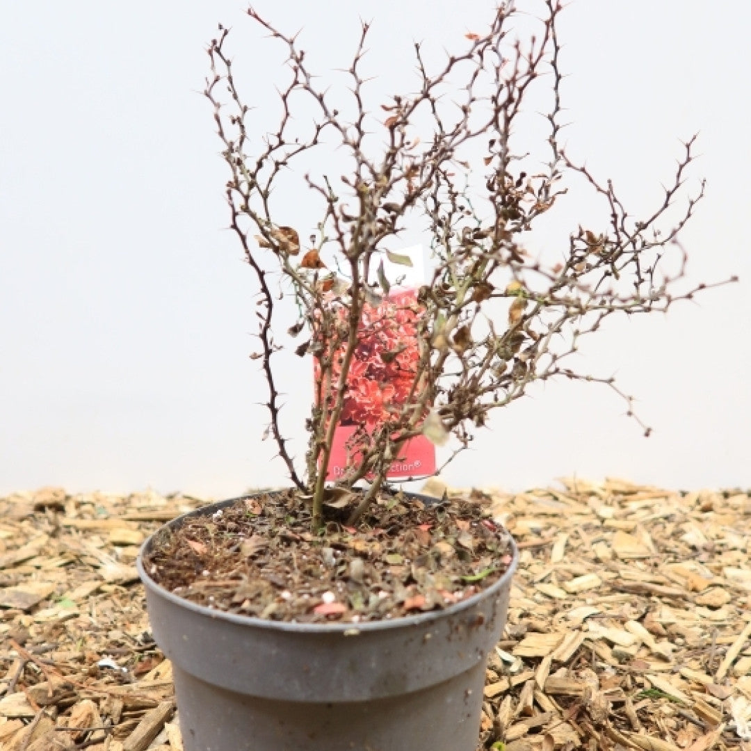Berberis thunbergii 'Admiration'