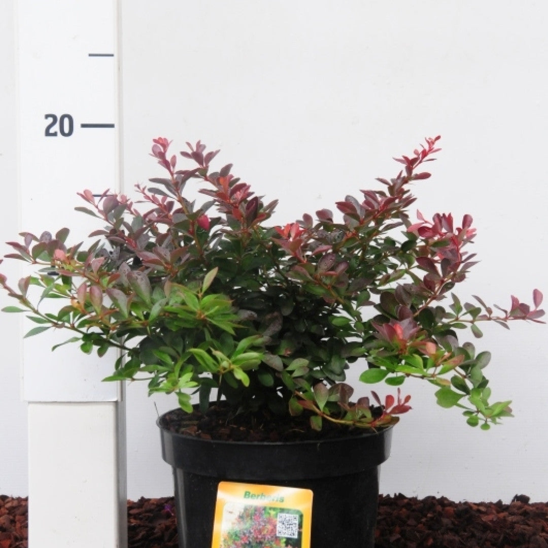 Berberis thunbergii 'Atropurpurea Nana'