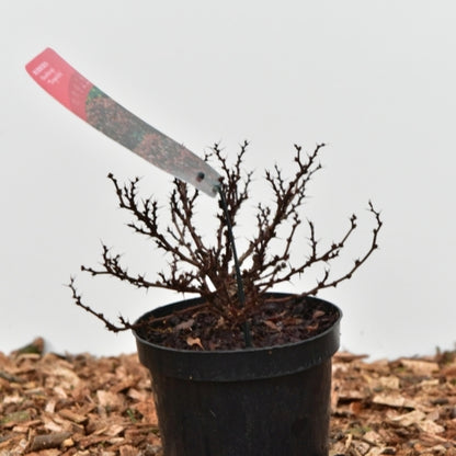 Berberis thunbergii 'Bagatelle'