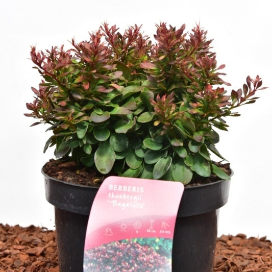 Berberis thunbergii 'Bagatelle'