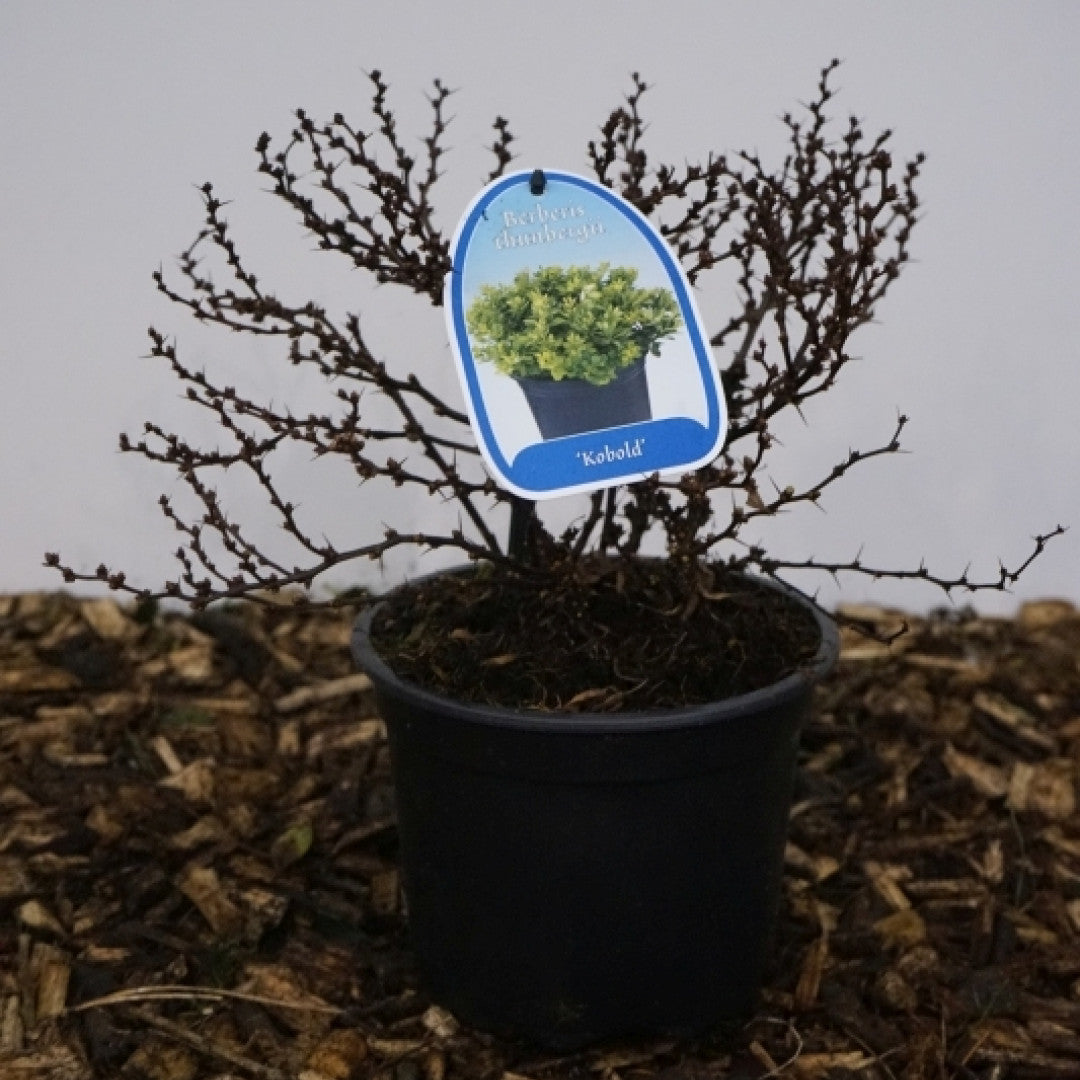 Berberis thunbergii 'Kobold'