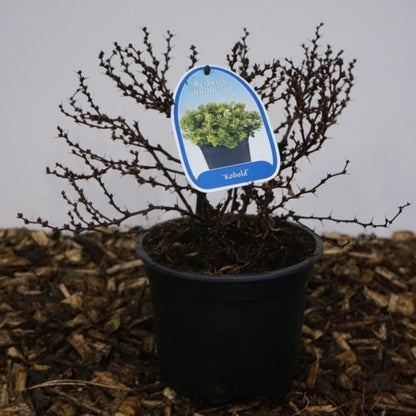 Berberis thunbergii 'Kobold'
