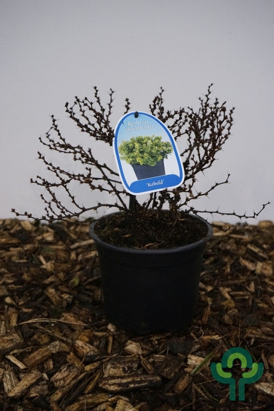 Berberis thunbergii 'Kobold'