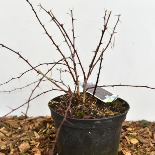 Berberis thunbergii 'Red Chief'