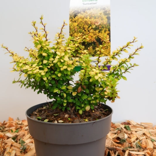 Berberis thunbergii 'Sunsation'