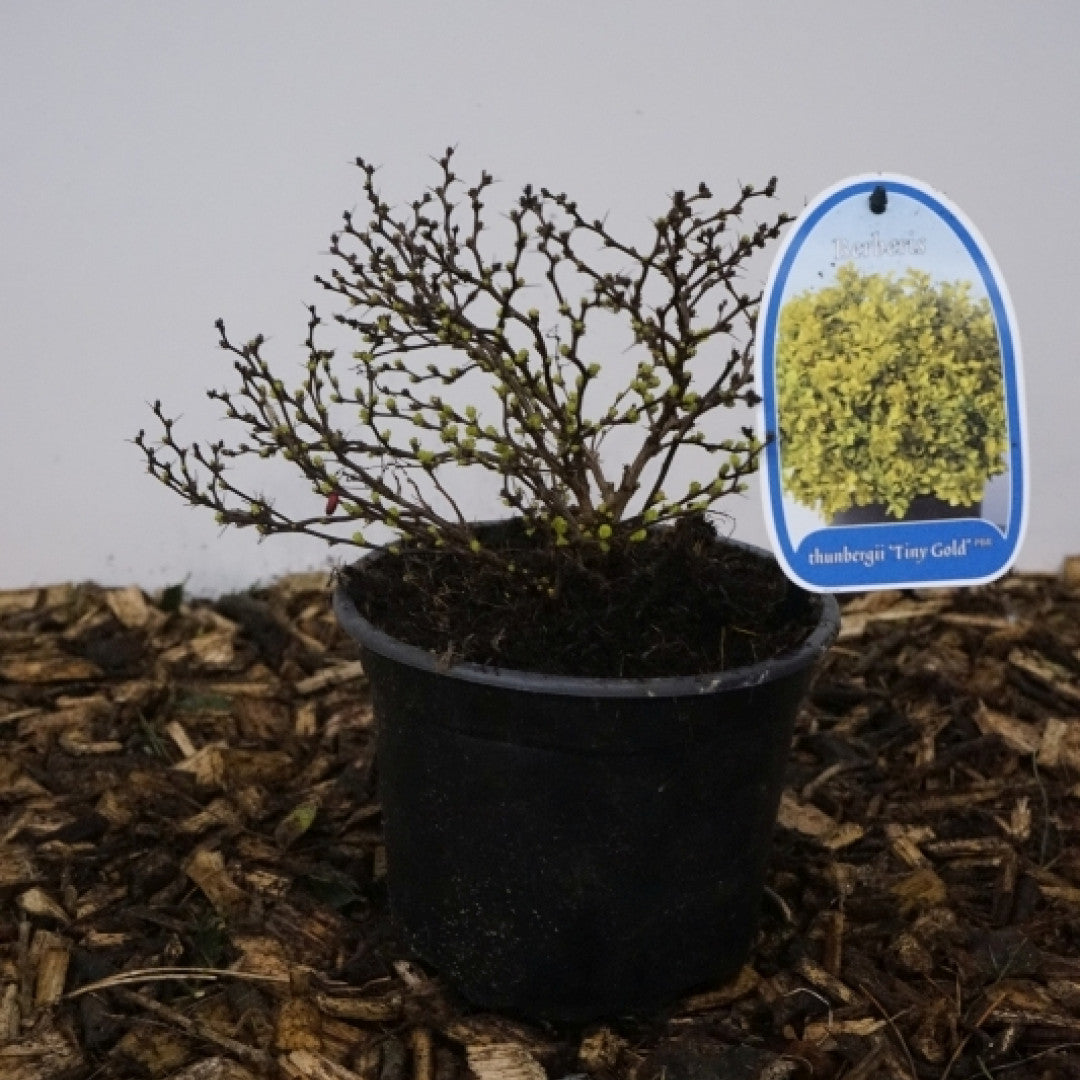 Berberis thunbergii 'Tiny Gold'