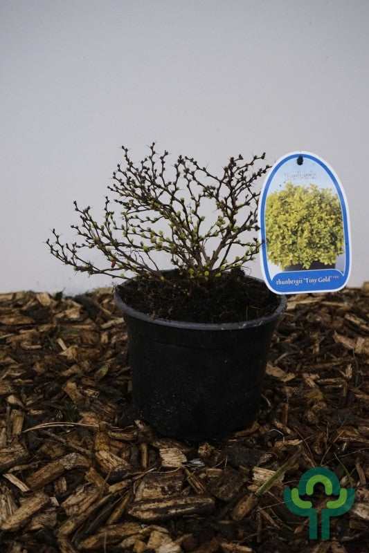 Berberis thunbergii 'Tiny Gold'