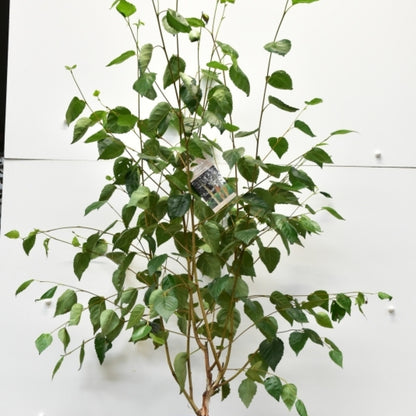 Betula utilis 'Doorenbos'