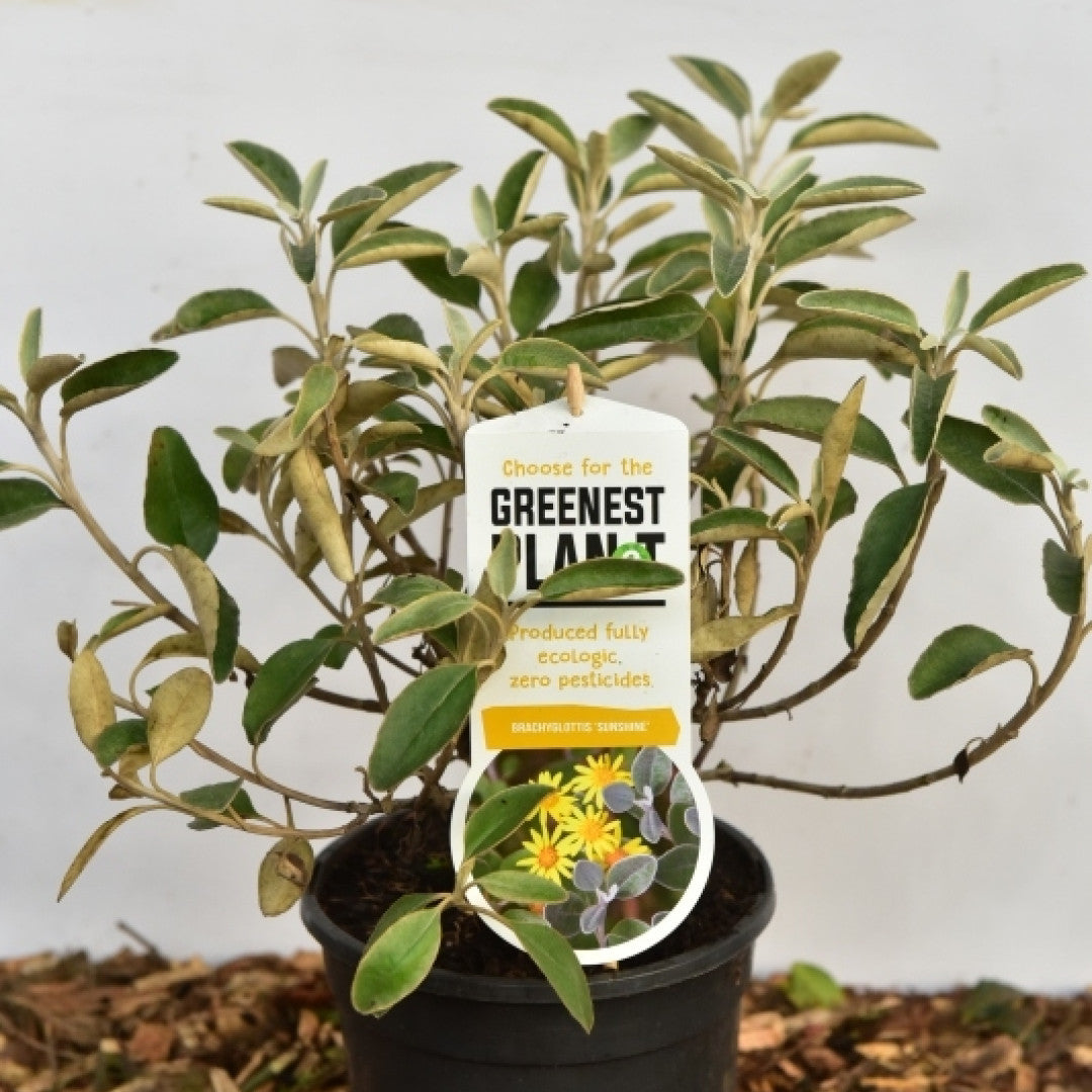 Brachyglottis 'Sunshine'