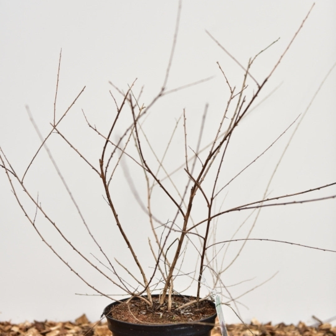 Buddleja alternifolia