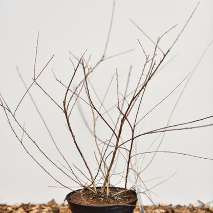 Buddleja alternifolia