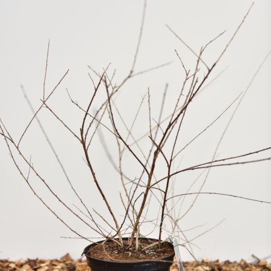 Buddleja alternifolia