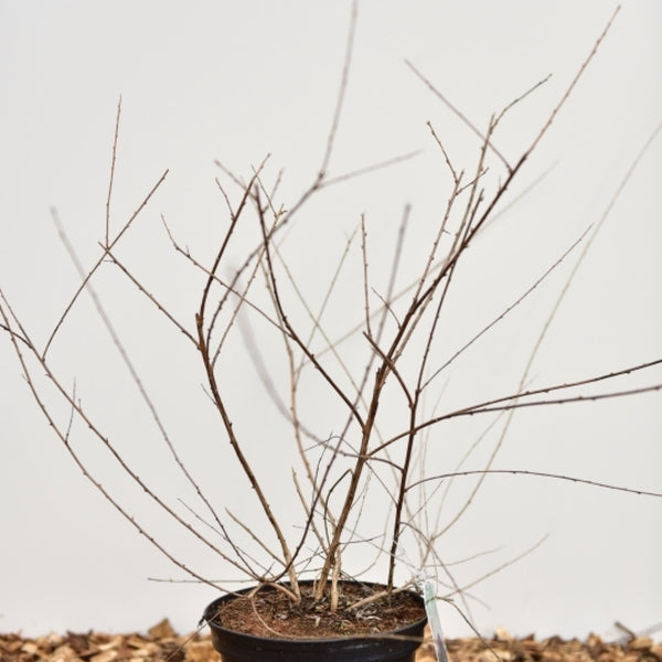 Buddleja alternifolia