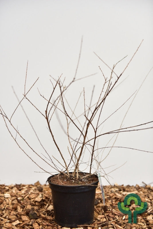 Buddleja alternifolia